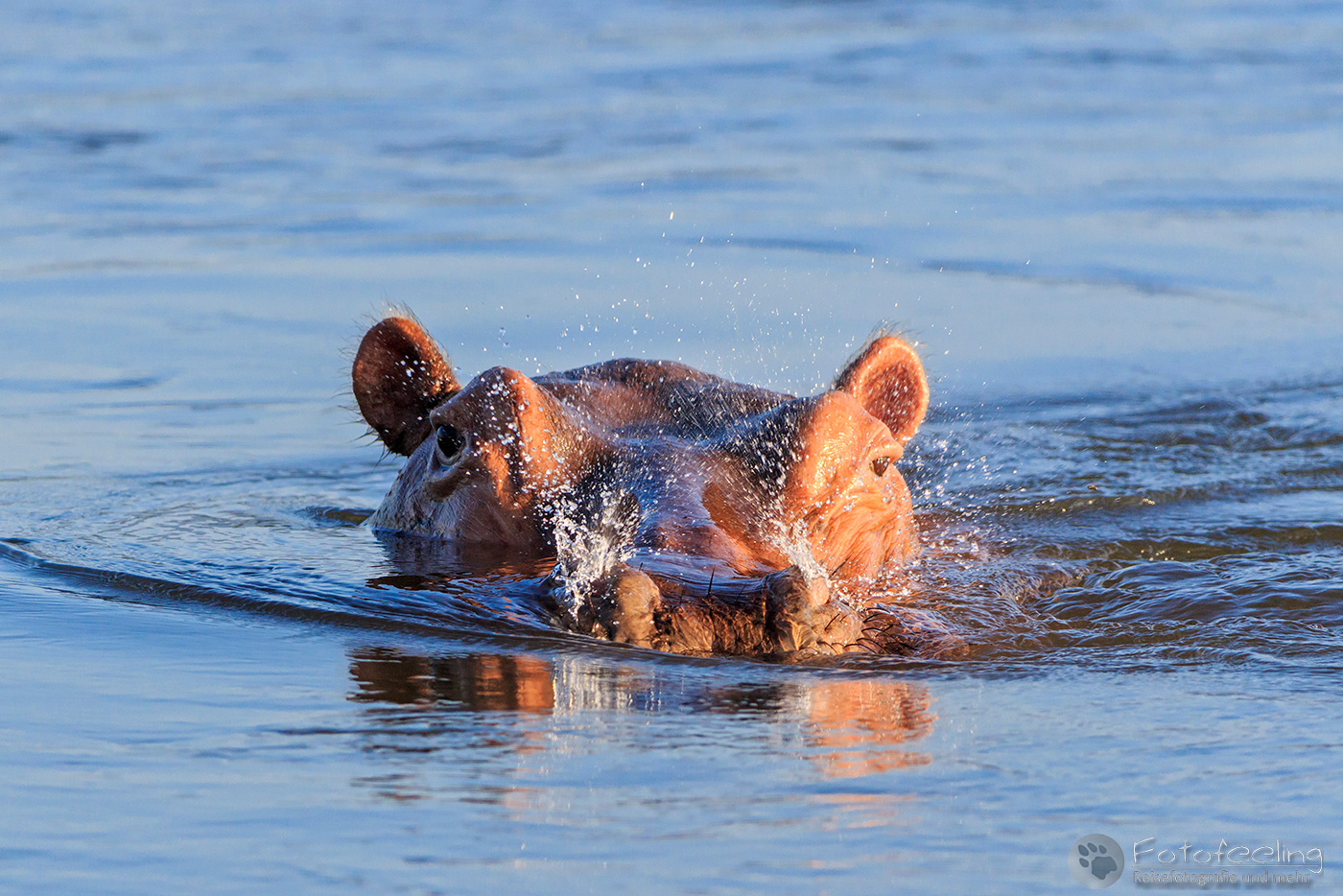 Flusspferd, Nilpferd (Hippopotamus amphibius), en: Hippopotamus, Hippo, im Sambesi River