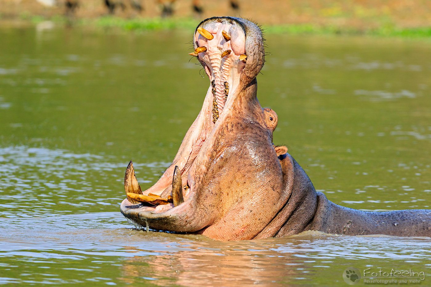 Flusspferd, Nilpferd (Hippopotamus amphibius), en: Hippopotamus, Hippo in einem Pool