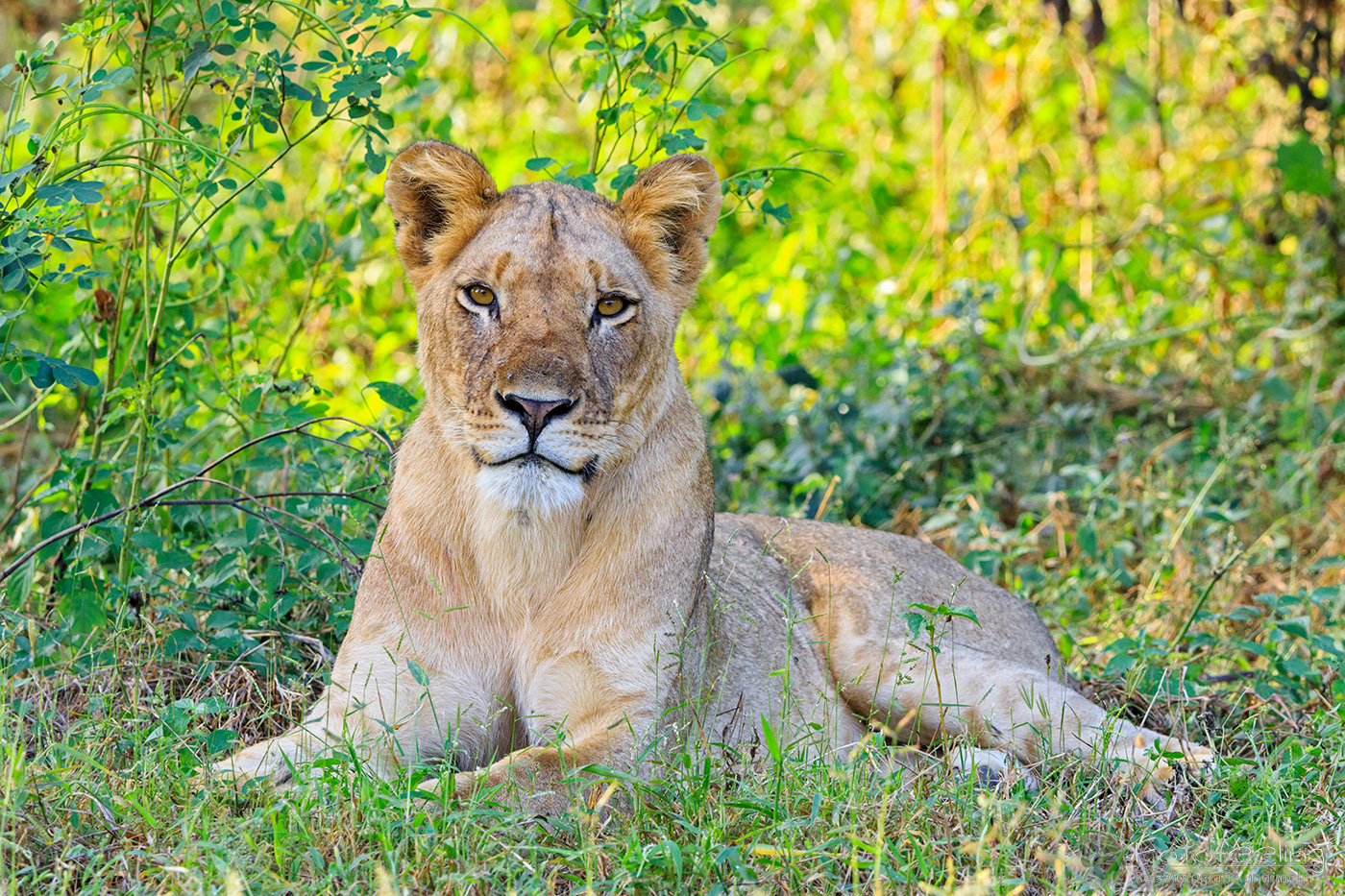 Löwin (Panthera leo), en: Lioness