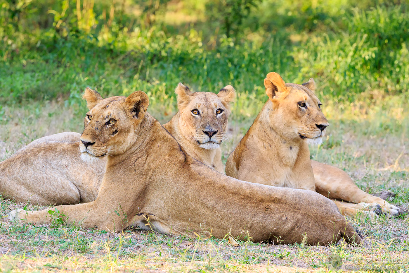 Löwenrudel (Panthera leo), en: Lion