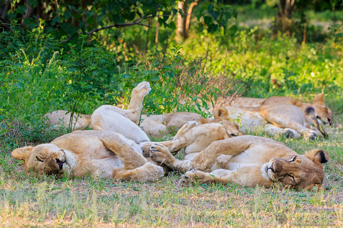 Löwen (Panthera leo), en: Lion, Löwenrudel beim Schlafen