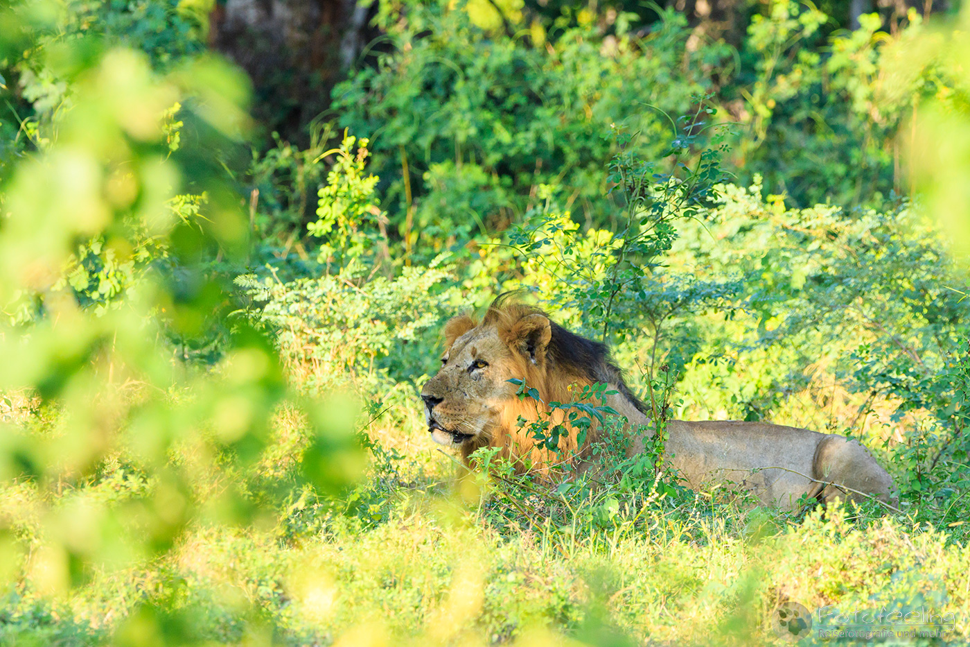 Löwe (Panthera leo), en: Lion