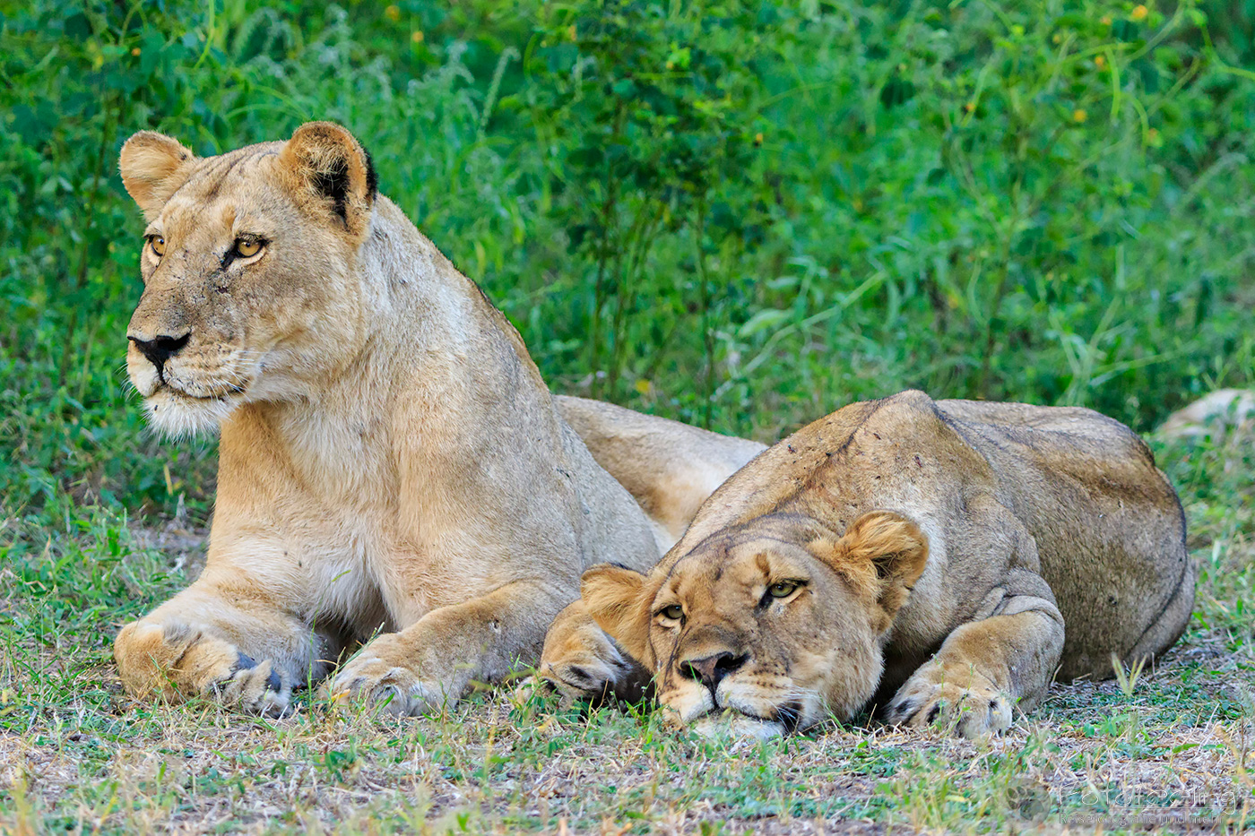 Löwinen (Panthera leo), en: Lioness