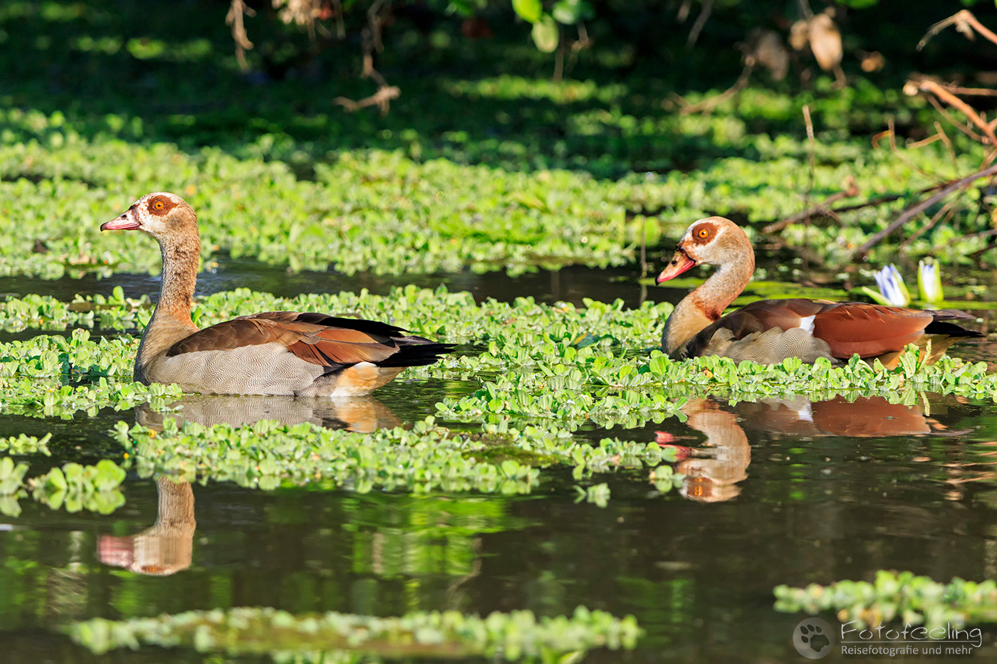 Nilgänse (Alopochen aegyptiacus), en: Egyptian Goose