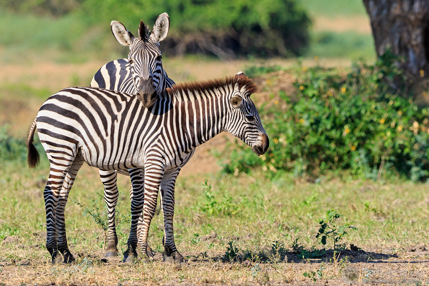 Steppenzebra, Pferdezebra (Equus quagga burchelli), en: Plains Zebra, Common Zebra, Burchell's Zebra, mit Jungtier
