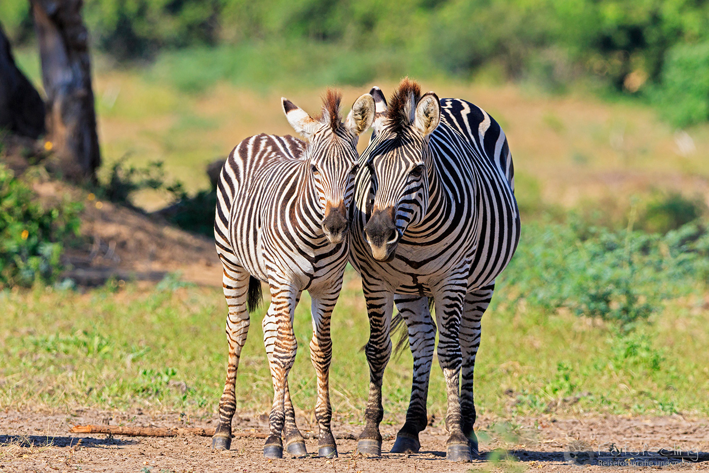 Steppenzebra, Pferdezebra (Equus quagga burchelli), en: Plains Zebra, Common Zebra, Burchell's Zebra, mit Jungtier