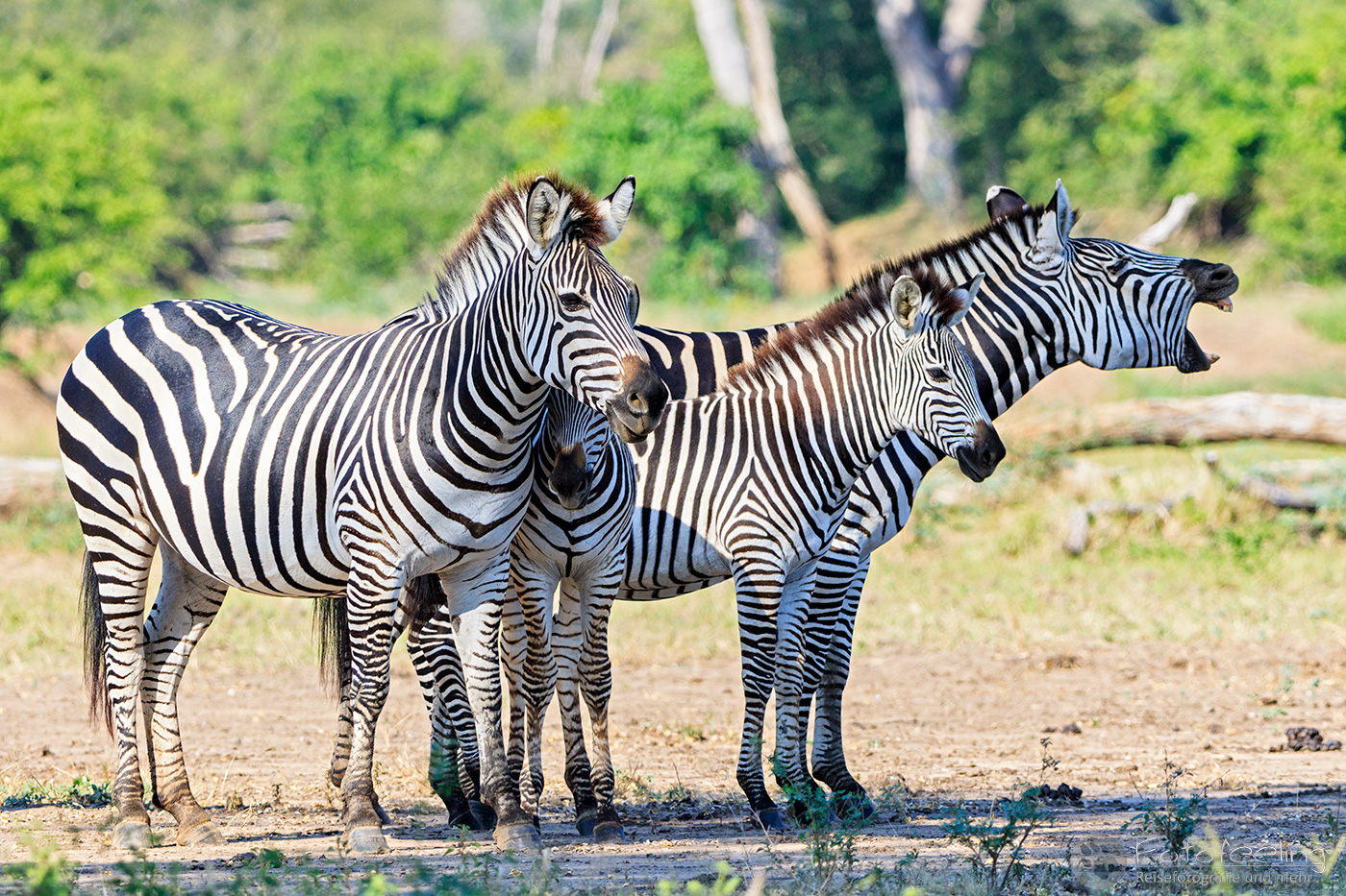 Steppenzebras, Pferdezebra (Equus quagga burchelli), en: Plains Zebra, Common Zebra, Burchell's Zebra, mit Jungtieren