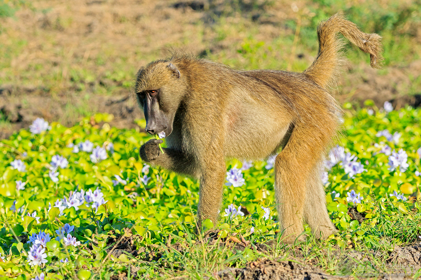 Steppenpavian, Pavian (Papio cynocephalus), en: Yellow Baboon frisst Wasserhyazinthen (Eichhornia)