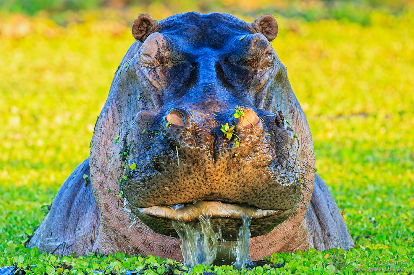 Flusspferd, Nilpferd (Hippopotamus amphibius), en: Hippopotamus, Hippo in einem Pool