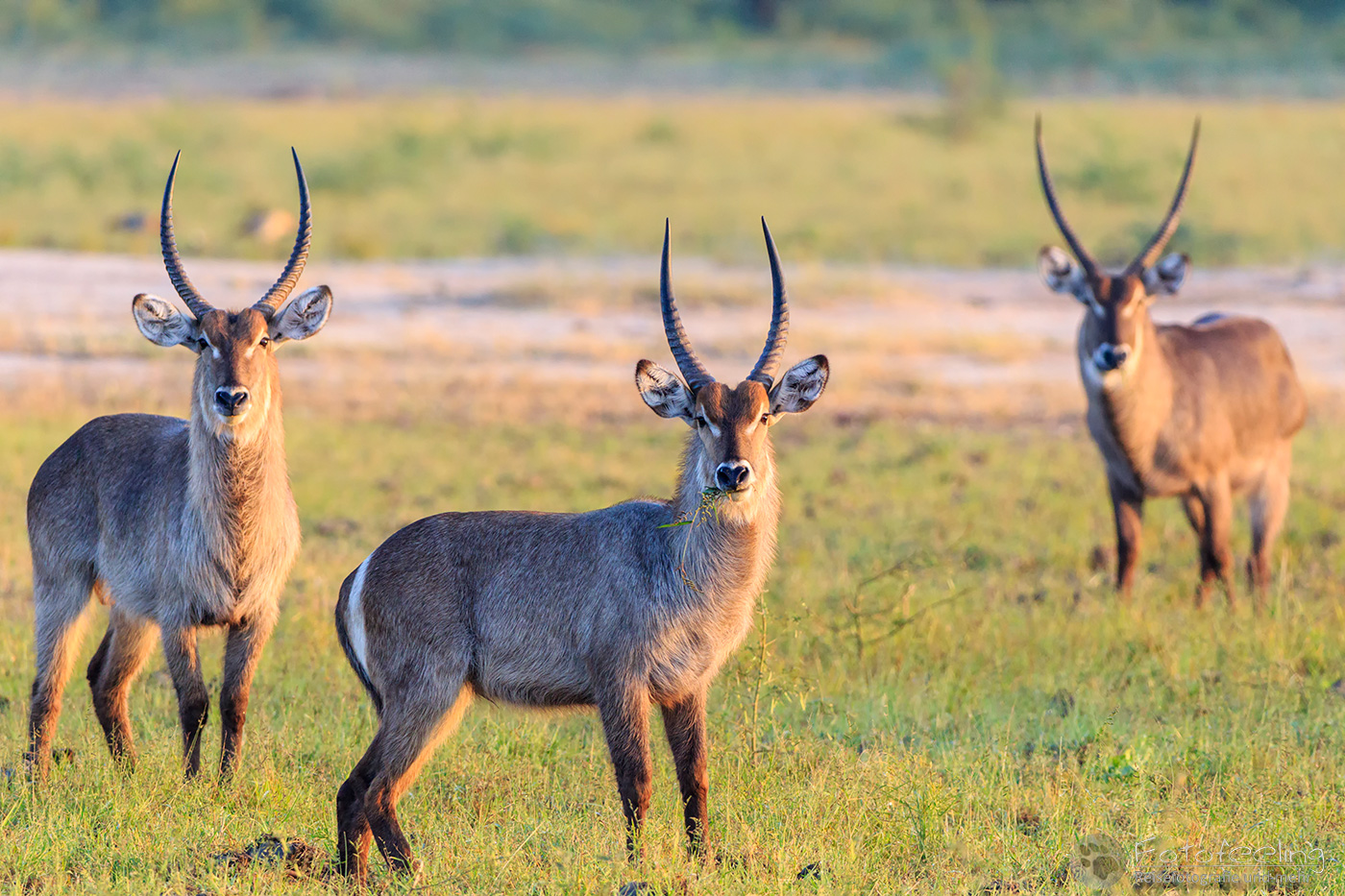 Wasserböcke, Gemeiner Wasserbock (Kobus ellipsiprymnus), en: Waterbuck