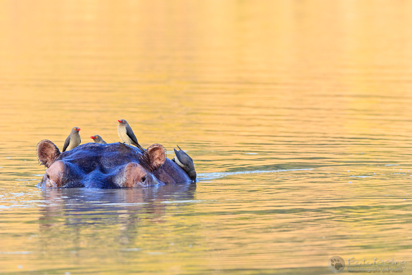 Flusspferd, Nilpferd (Hippopotamus amphibius), en: Hippopotamus, mit Madenhacker