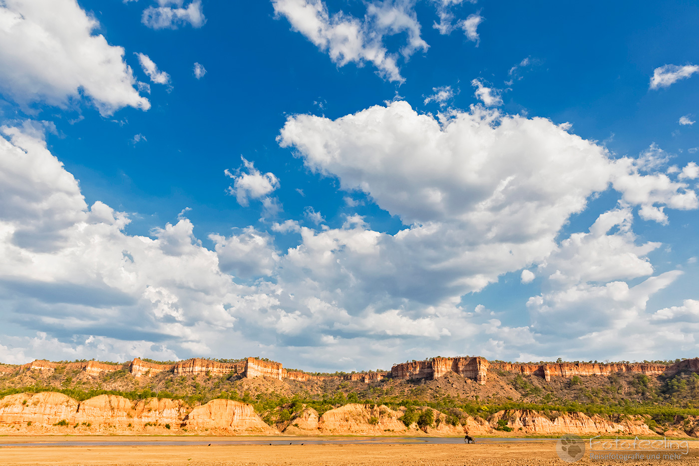 Runde River und Chilojo Cliffs, Afrikanischer Elefant (Loxodonta africana), en: African Elephant