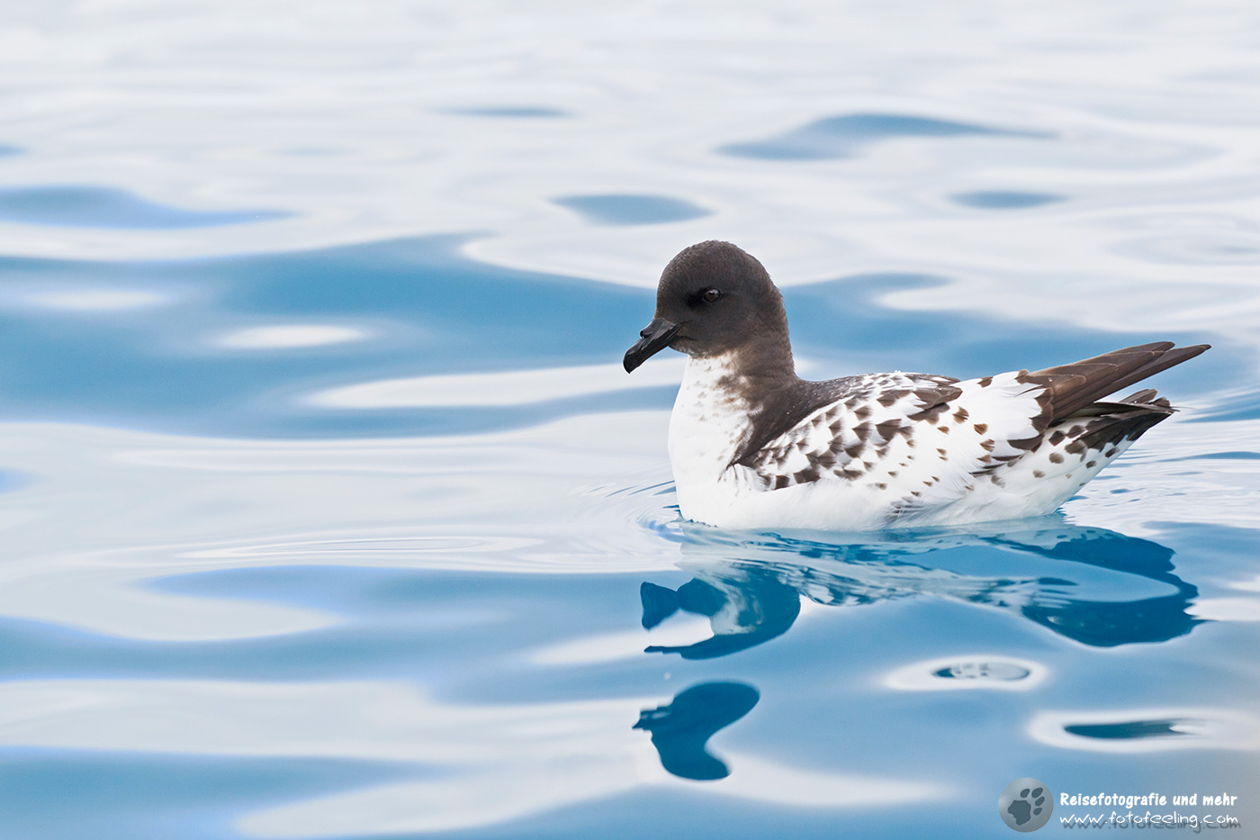 Kapsturmvogel, Cape Petrel (Daption capense), Cape Pigeon or Pintado Petrel