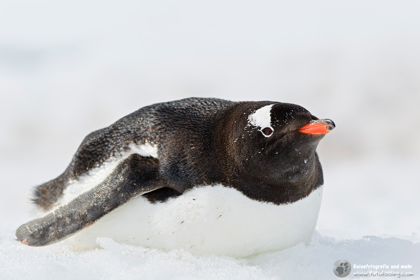 Eselspinguin, Gentoo Penguin (Pygoscelis papua)