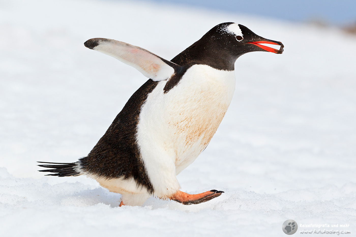 Eselspinguin, Gentoo Penguin (Pygoscelis papua) mit einem Stein für sein Nest