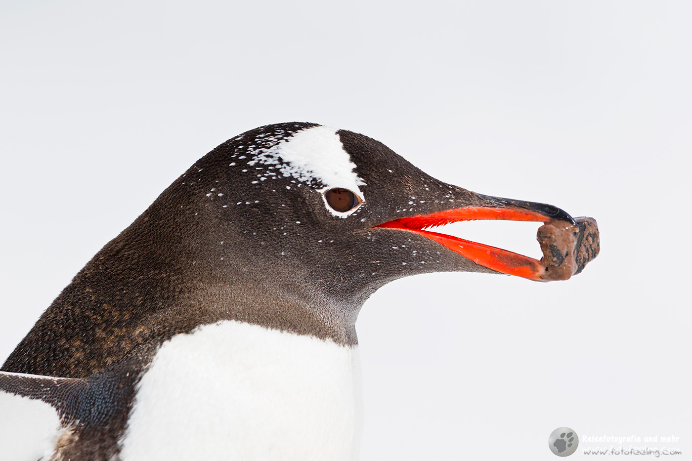 Eselspinguin, Gentoo Penguin (Pygoscelis papua) mit einem Stein für sein Nest