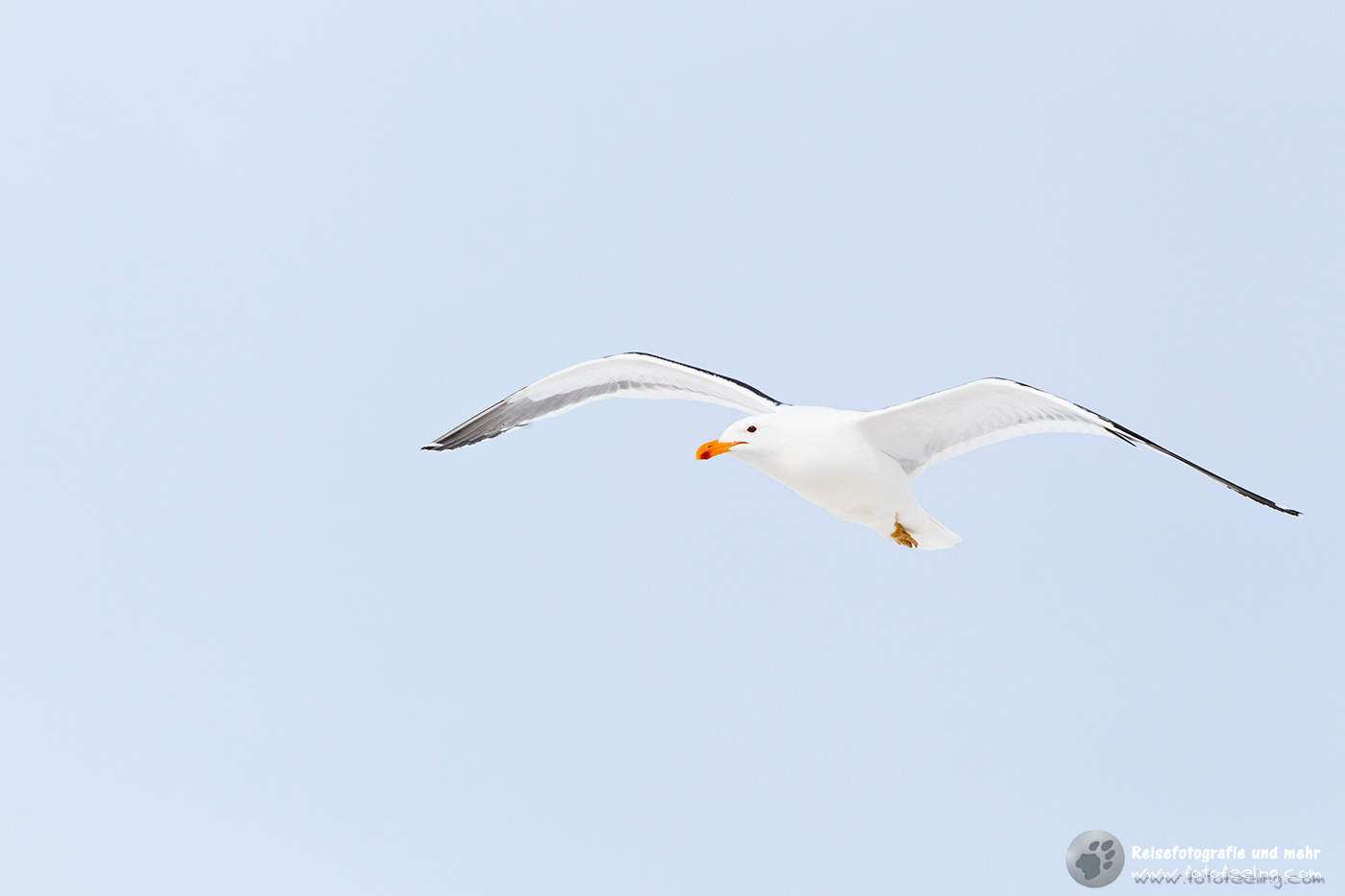 Dominikanermöwe, Kelp Gull or Dominican Gull (Larus dominicanus)