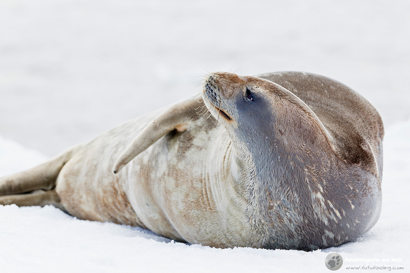 Weddellrobbe, Weddell seal (Leptonychotes weddellii)