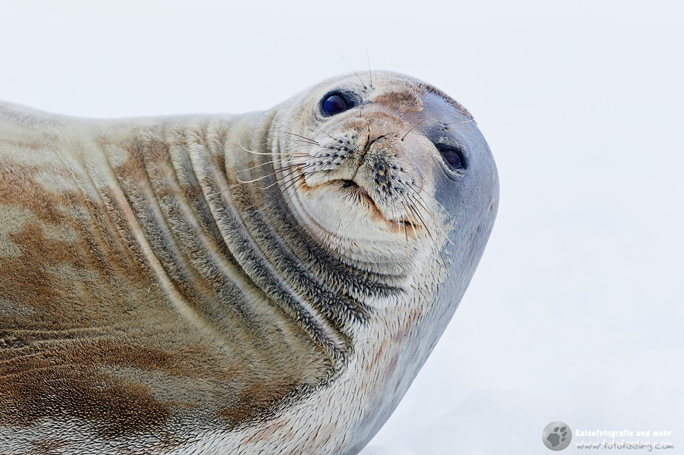 Weddellrobbe, Weddell seal (Leptonychotes weddellii)