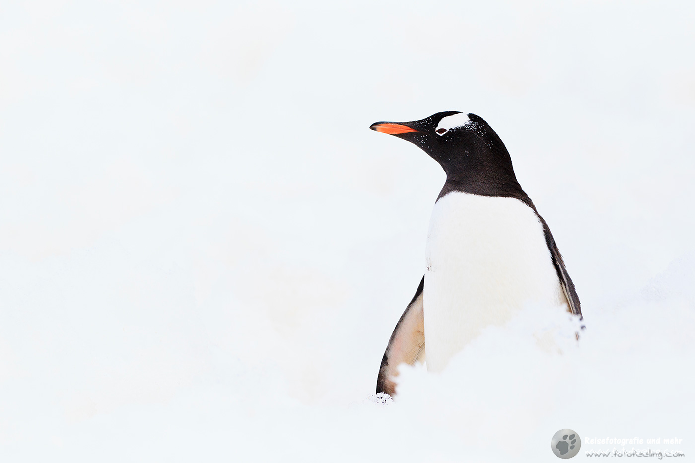 Eselspinguin, Gentoo Penguin (Pygoscelis papua)
