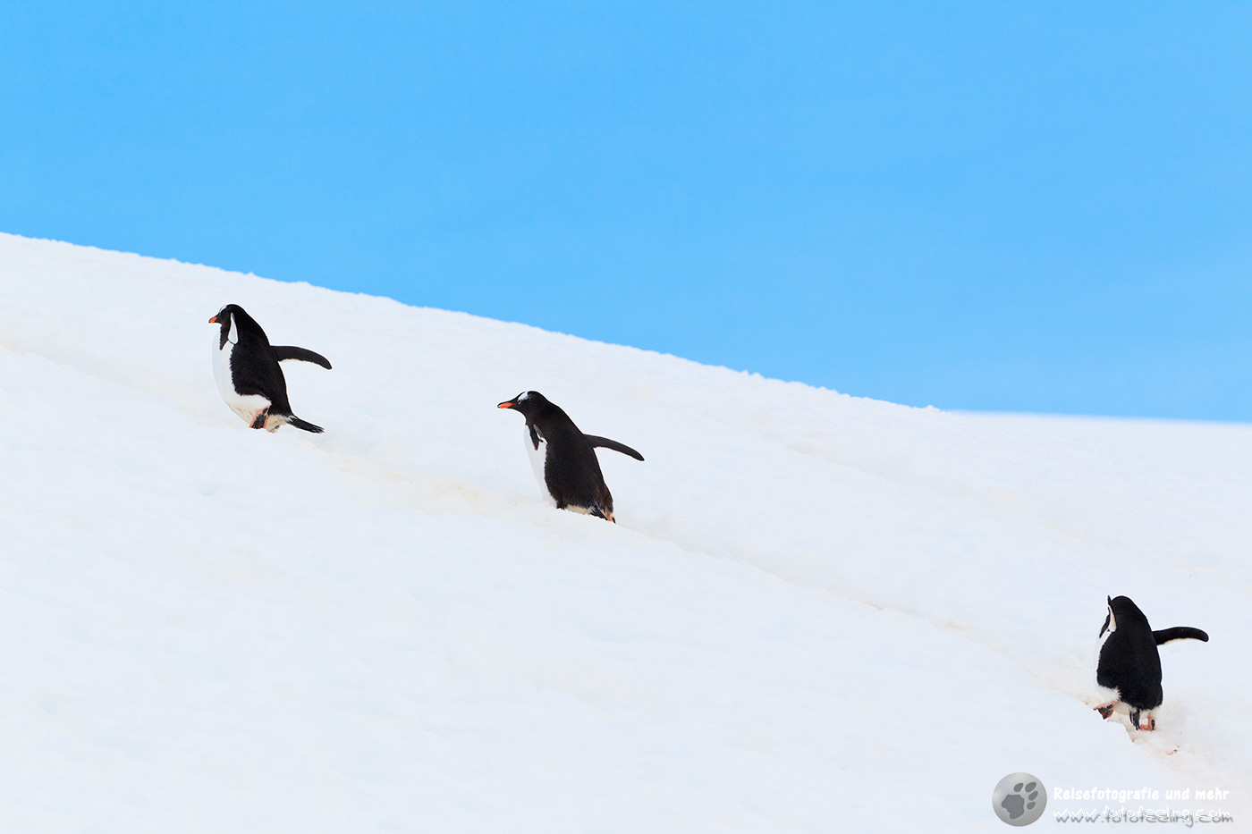 Eselspinguine, Gentoo Penguin (Pygoscelis papua) auf dem Weg zum Nest