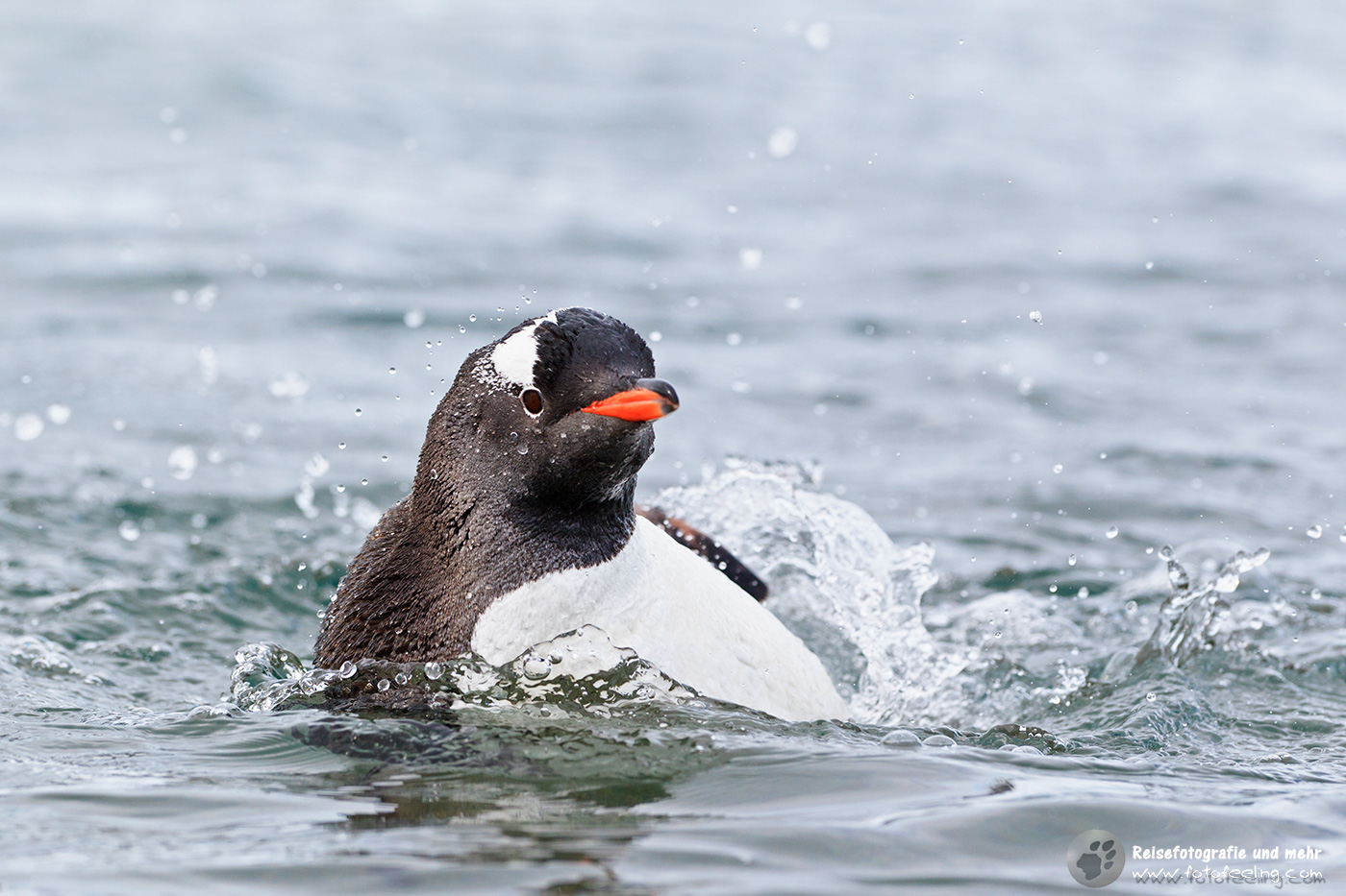 Eselspinguin, Gentoo Penguin (Pygoscelis papua) beim Baden