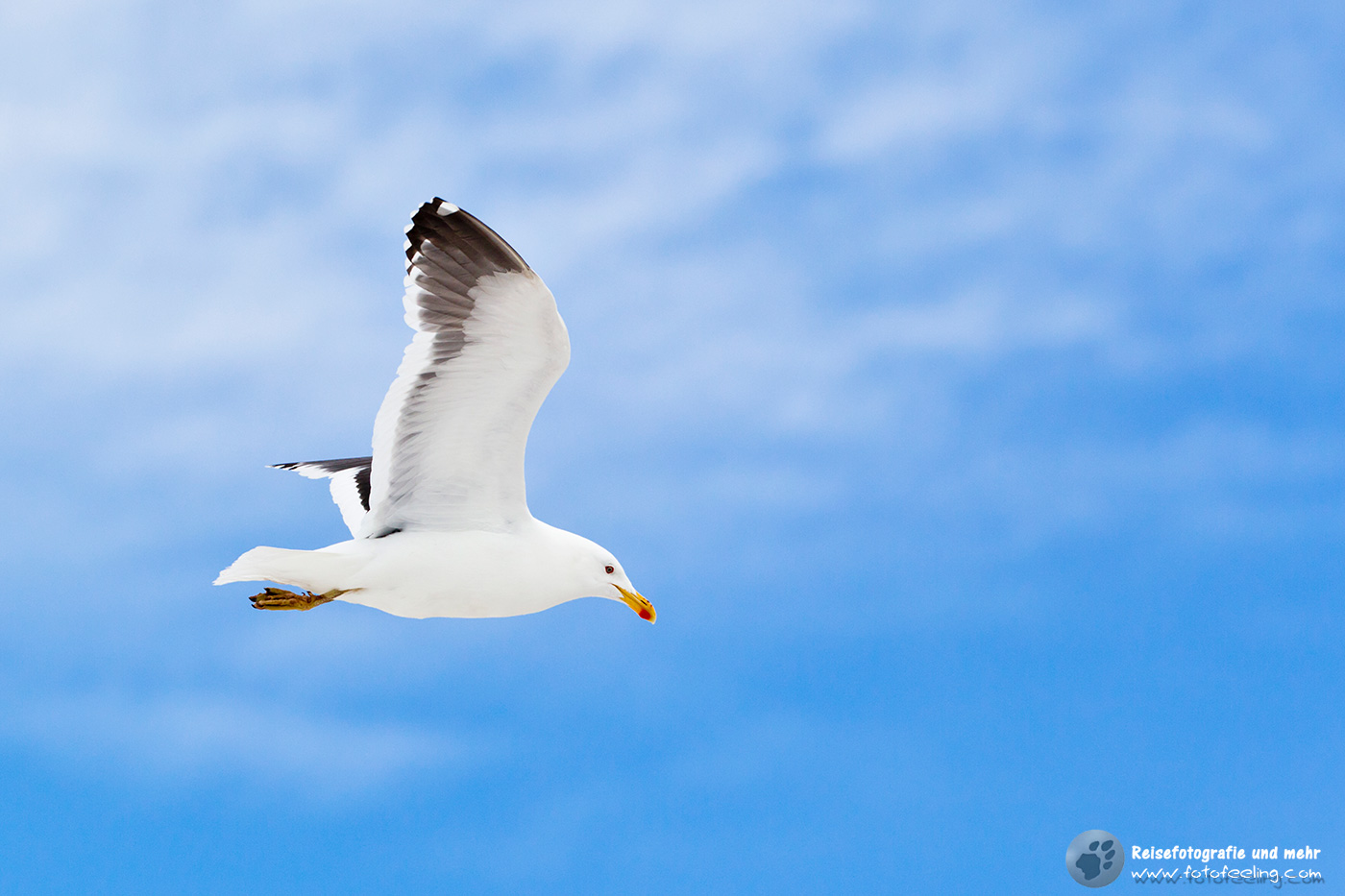Dominikanermöwe, Kelp Gull or Dominican Gull (Larus dominicanus)