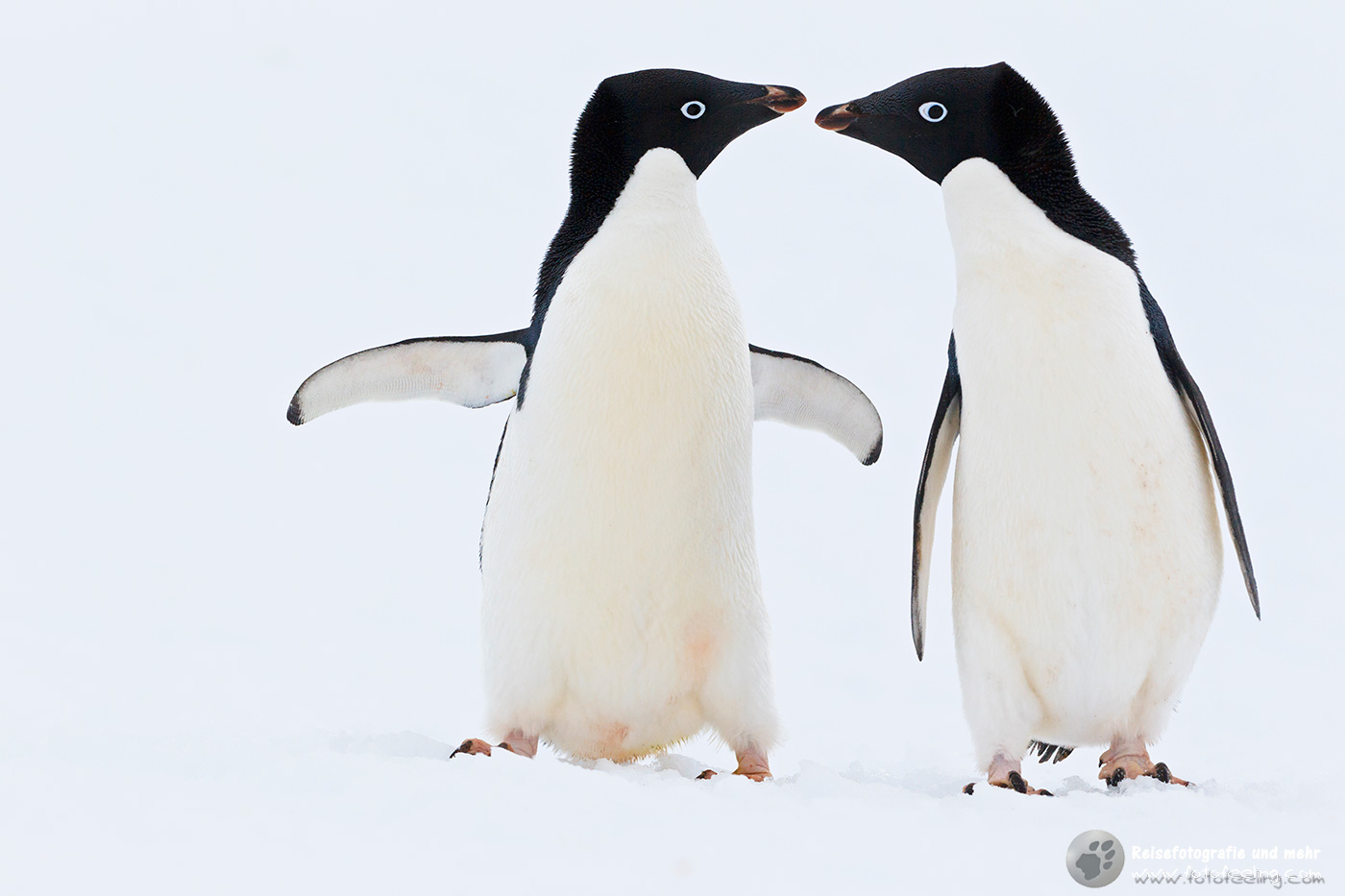 Adelie Pinguine (Pygoscelis adeliae)