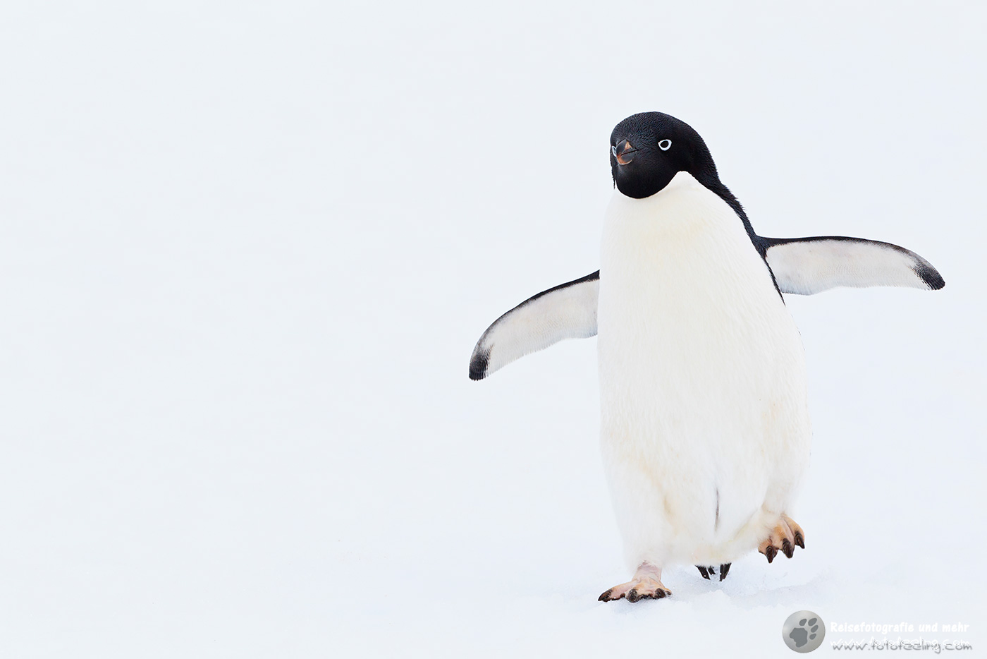 Adelie Pinguin (Pygoscelis adeliae)