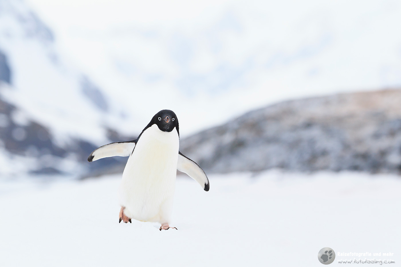 Adelie Pinguin (Pygoscelis adeliae)