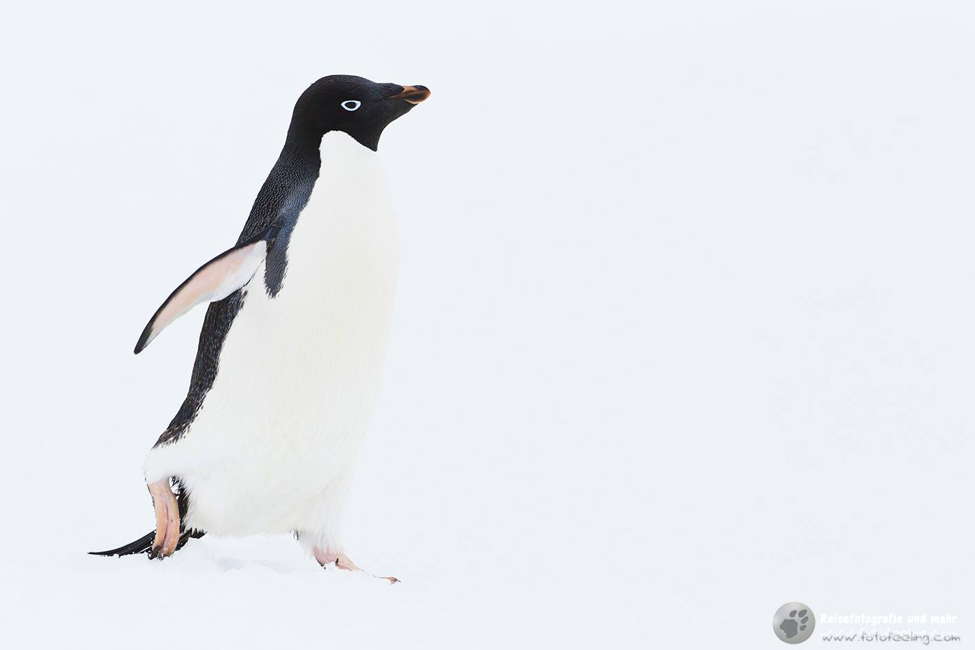 Adelie Pinguin (Pygoscelis adeliae)