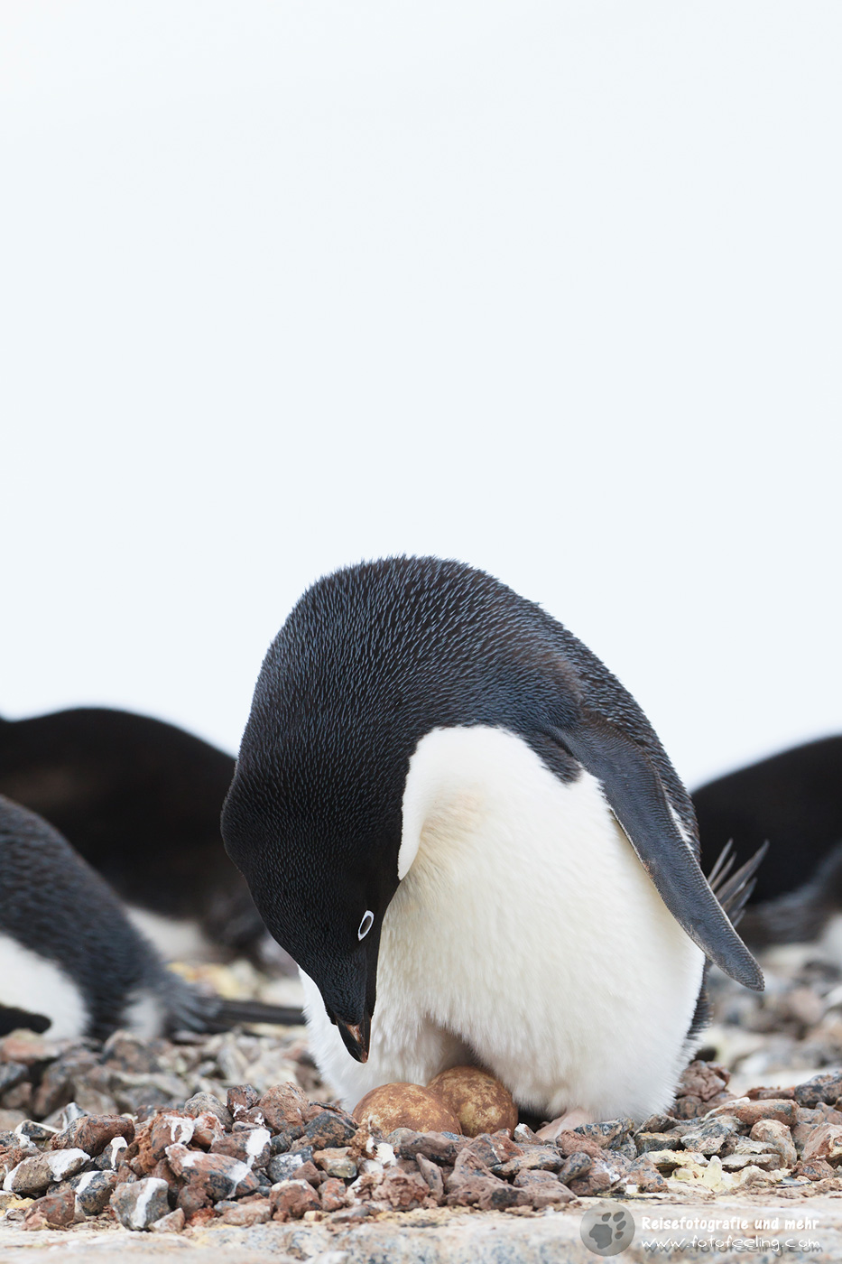 Adelie Pinguin (Pygoscelis adeliae) auf seinem Nest