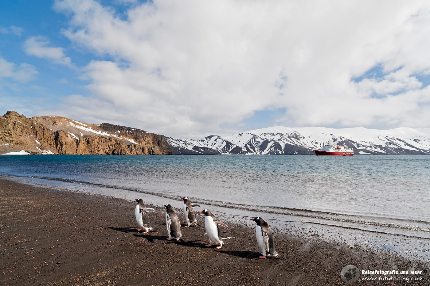 Eselspinguine, Gentoo Penguin (Pygoscelis papua) am Strand