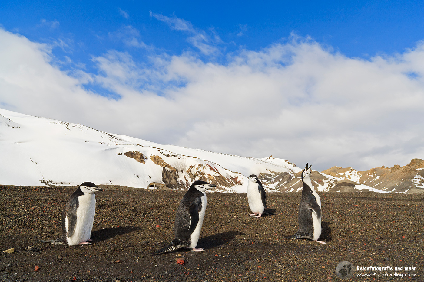 Zügelpinguin, auch Kehlstreifpinguin, Chinstrap Penguin (Pygoscelis antarcticus)