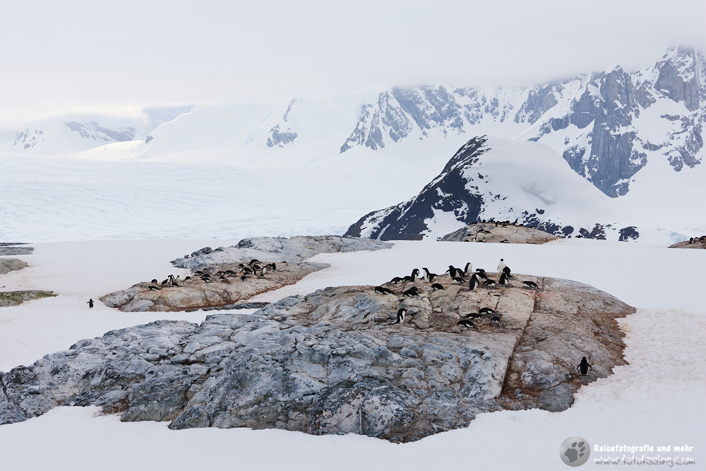 Adelie Pinguine (Pygoscelis adeliae)