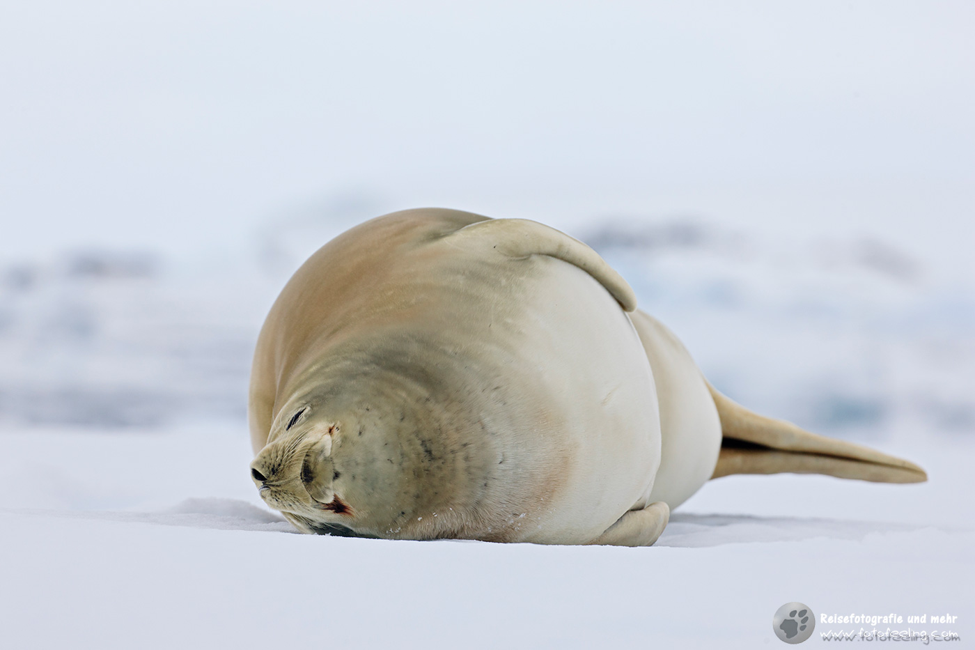 Krabbenfresser, Crabeater Seal, (Lobodon carcinophagus)