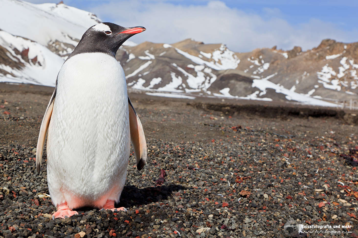 Eselspinguin, Gentoo Penguin (Pygoscelis papua)