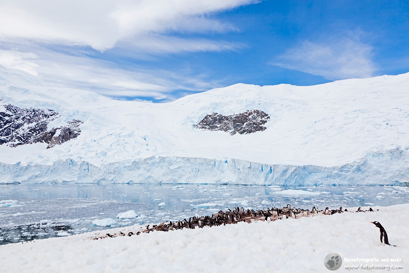 Eselspinguin Kolonie