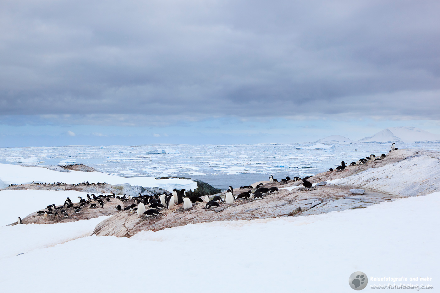Adelie Pinguine (Pygoscelis adeliae)