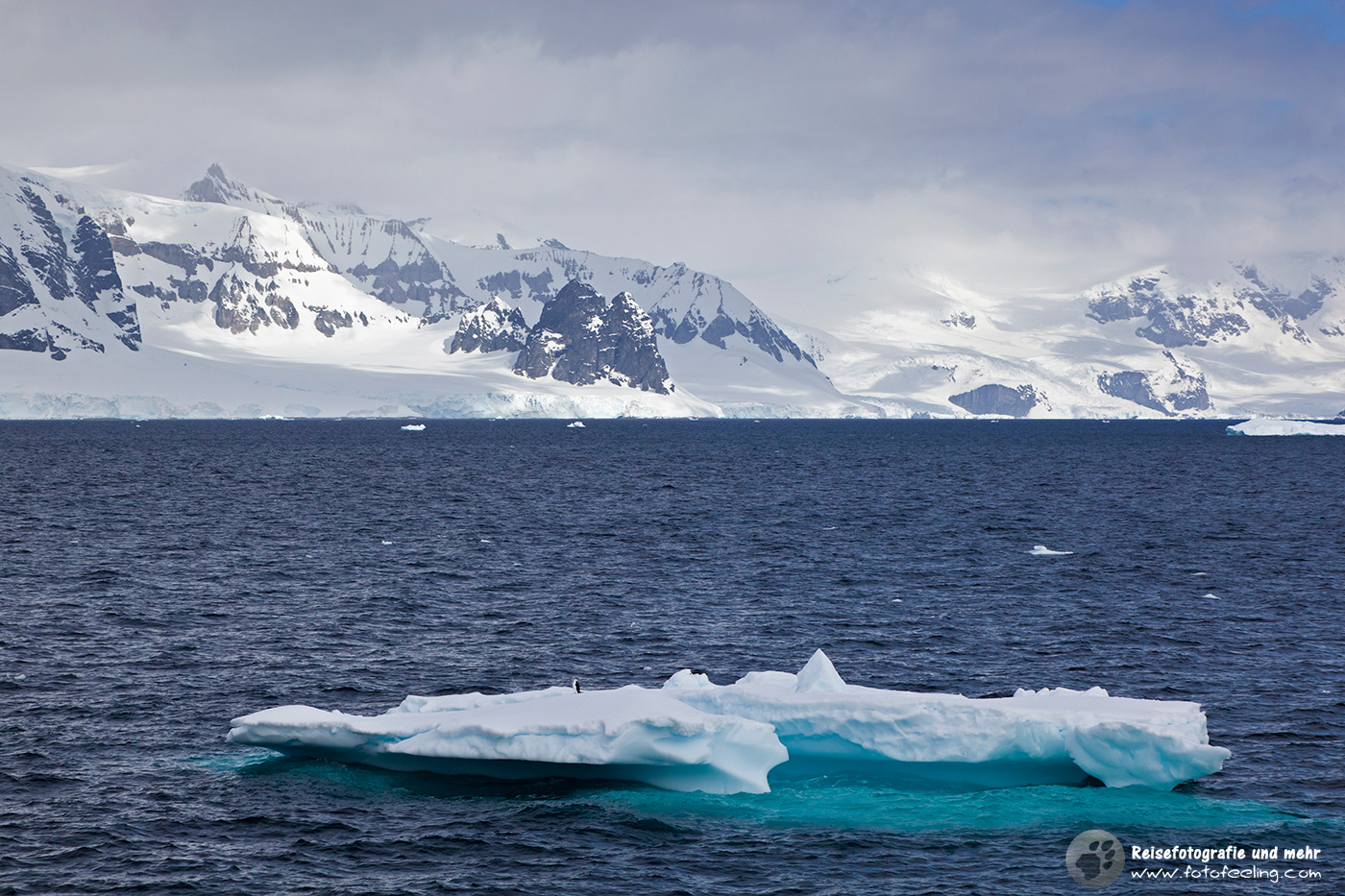 Pinguin auf einem Eisberg