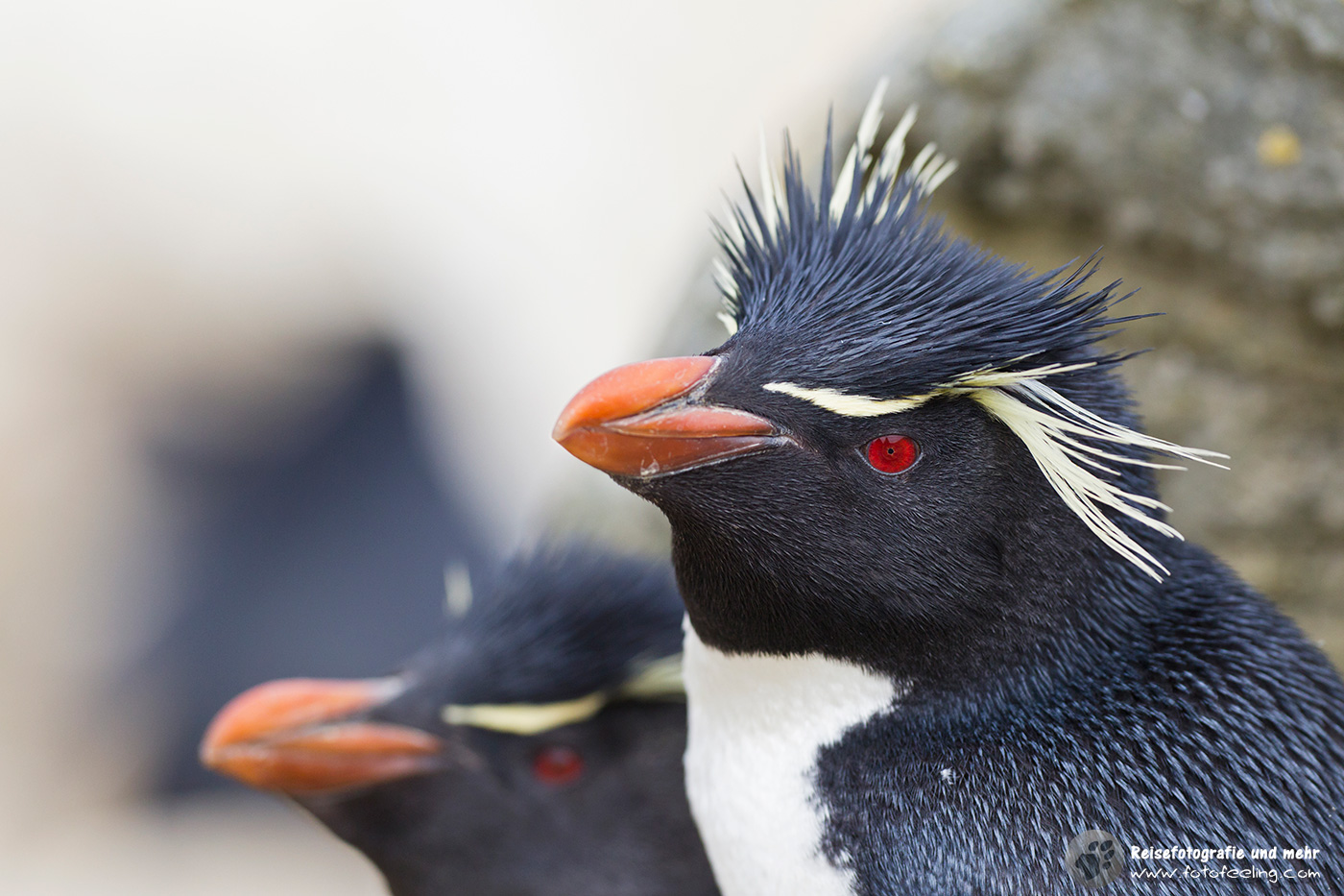 Felsenpinguin, Western Rockhopper Penguin, (Eudyptes chrysocome)