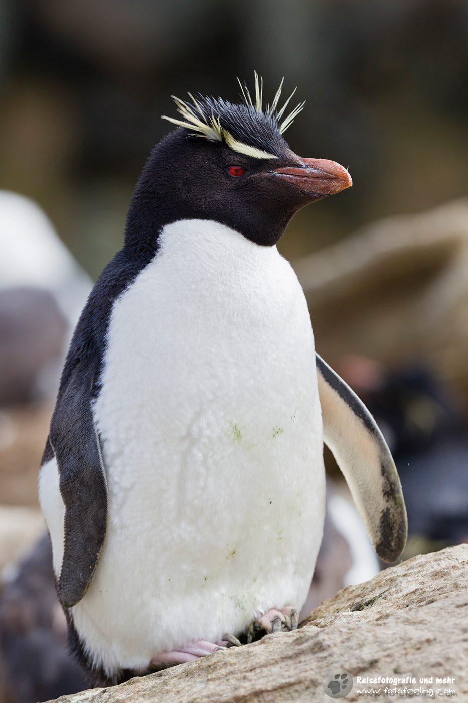 Felsenpinguin, Western Rockhopper Penguin, (Eudyptes chrysocome)