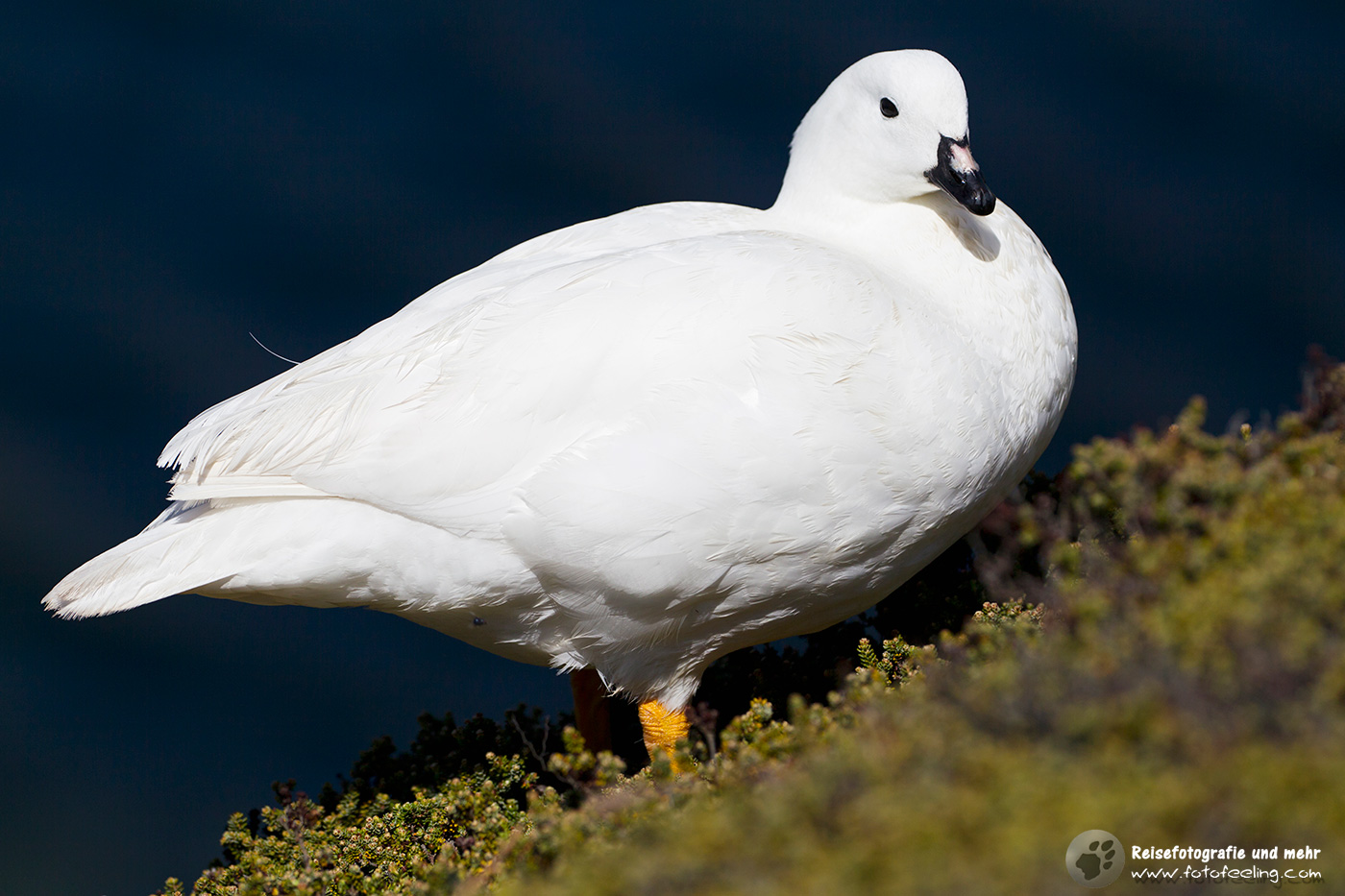 Kelpgans, Kelp Goose (Chloephaga hybrida)