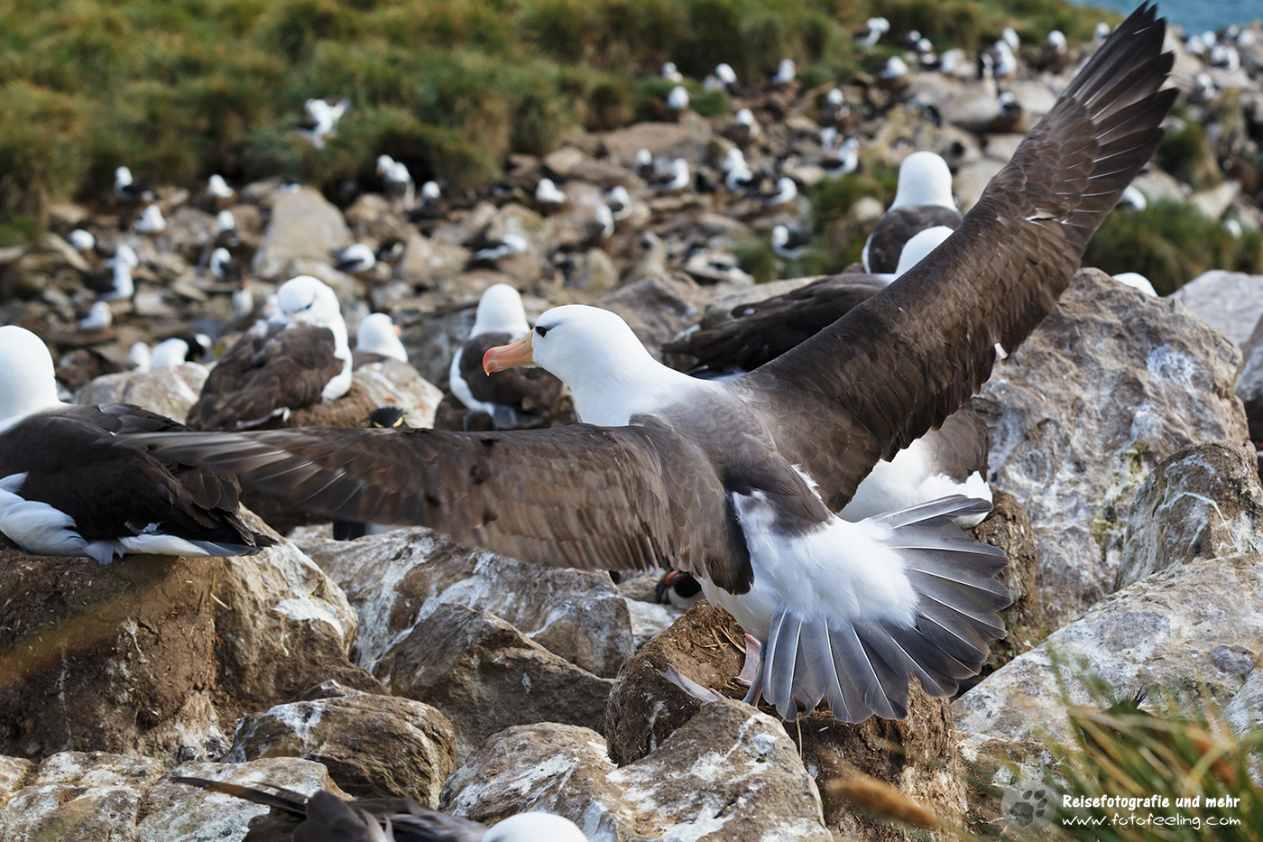 Wanderalbatros, Wandering Albatross,  (Diomedea exulans) im Anflug auf die Brutkolonie