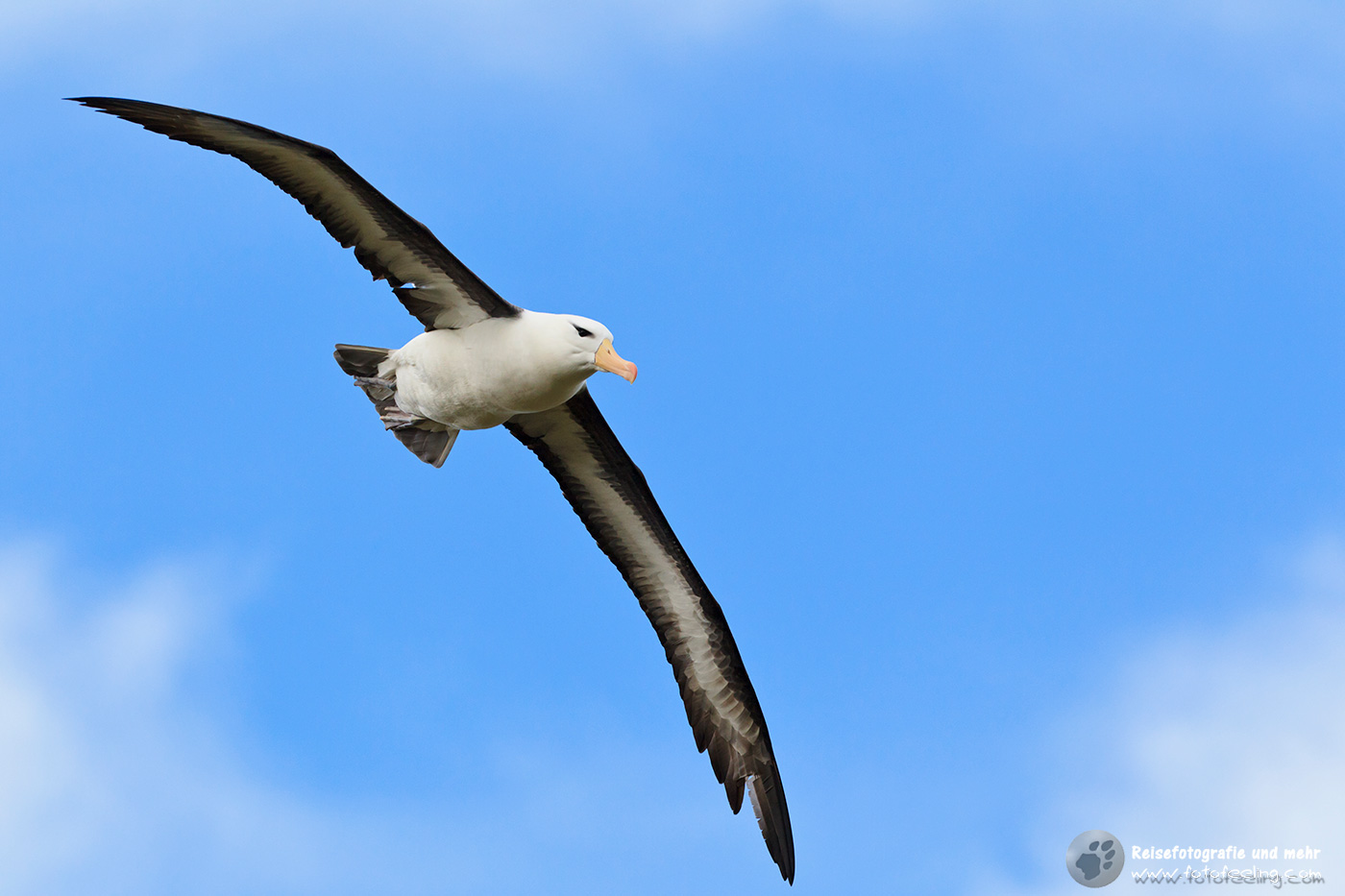 Wanderalbatros, Wandering Albatross,  (Diomedea exulans) im Flug
