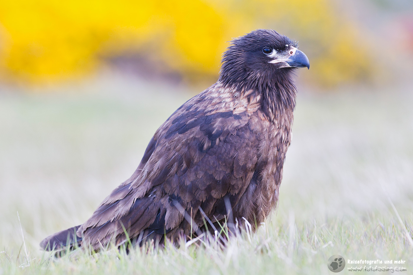 Falklandkarakara (Phalcoboenus australis), Johnny Rook, Striated Caracara (Phalcoboenus australis)