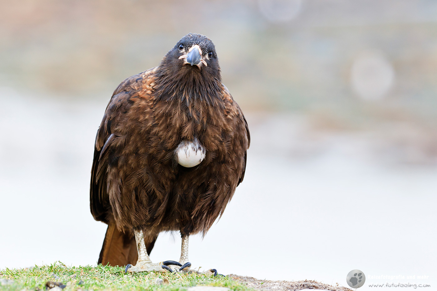 Falklandkarakara (Phalcoboenus australis), Johnny Rook, Striated Caracara (Phalcoboenus australis)