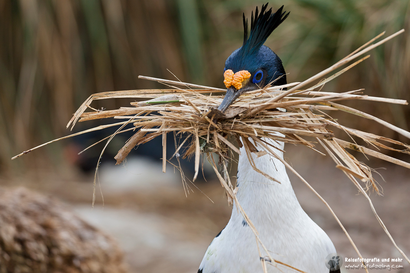 Blauaugenscharbe, auch Antarktischer Kormoran, Blue-eyed Shag, cormorant, (Phalacrocorax atriceps) mit Nistmaterial