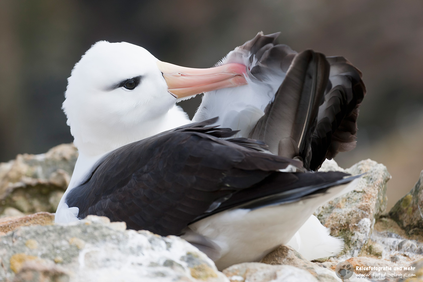Wanderalbatros, Wandering Albatross,  (Diomedea exulans)