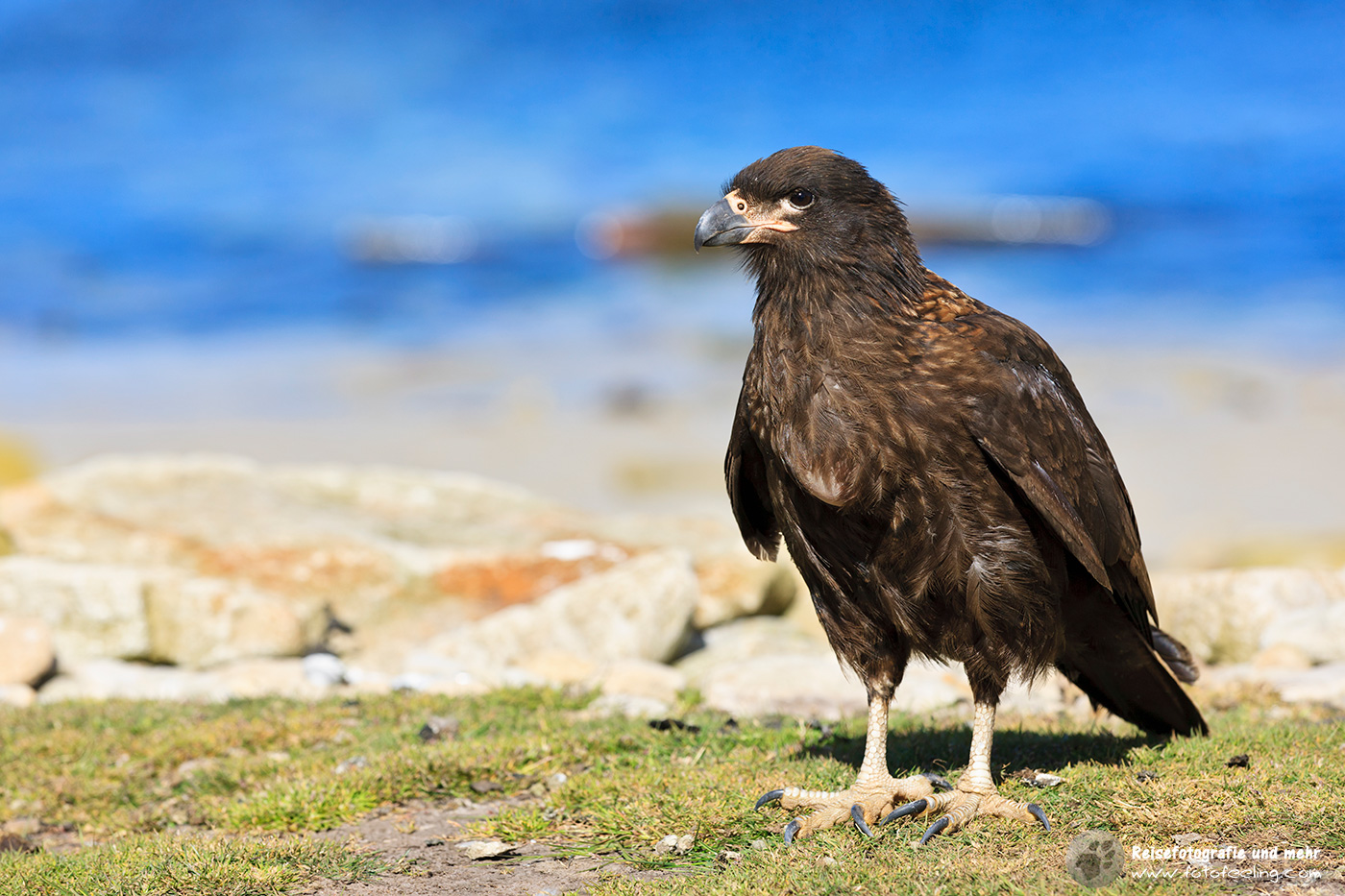 Falklandkarakara (Phalcoboenus australis), Johnny Rook, Striated Caracara (Phalcoboenus australis)